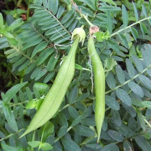 Clianthuspuniceus - Image 4