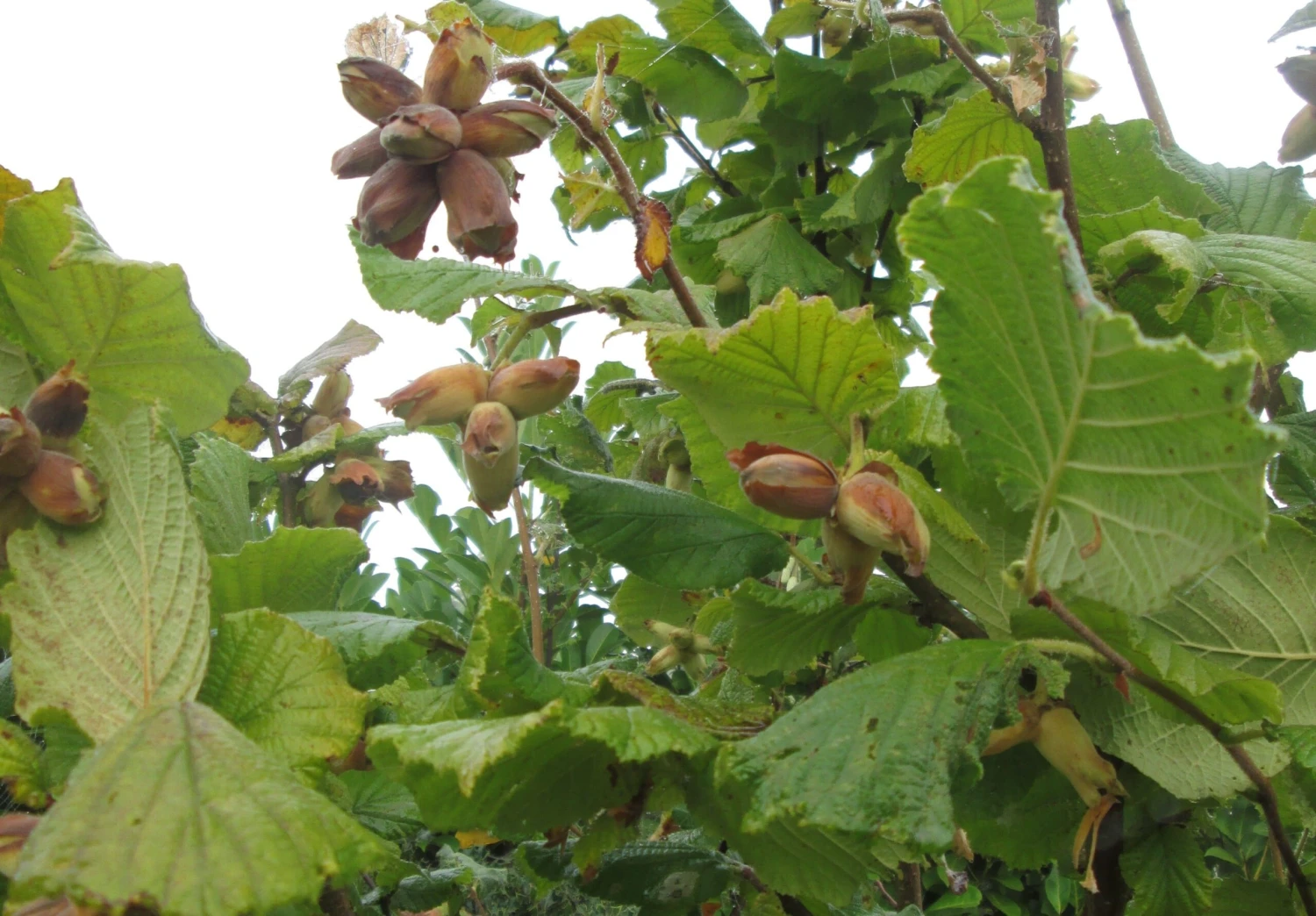 Cobnut - Corylus Maxima Nottingham - Image 2
