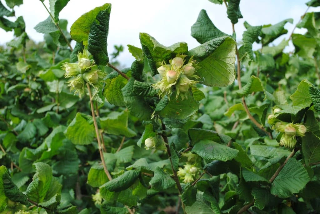 Cobnut - Corylus Maxima Nottingham - Image 4