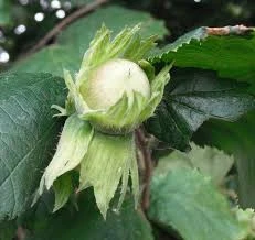 Cobnut - Corylus Maxima Nottingham - Image 5