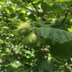 Cobnut - Corylus Maxima Nottingham