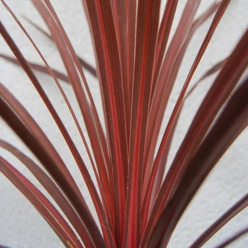 Cordyline Australis Red Comet - Image 2