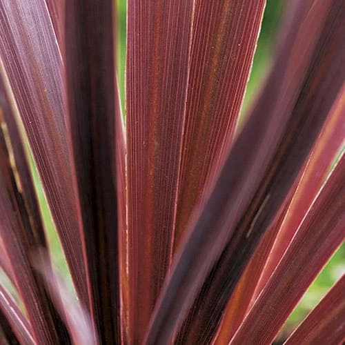 Cordyline Australis Red Comet - Image 3