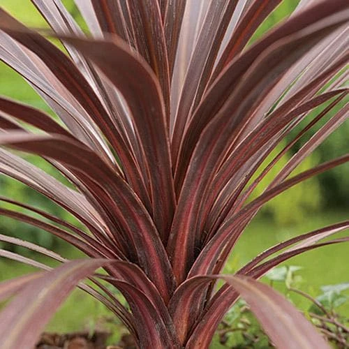Cordyline Australis Red Comet - Image 4