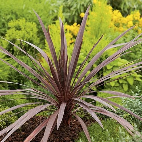 Cordyline Australis Red Comet - Image 5