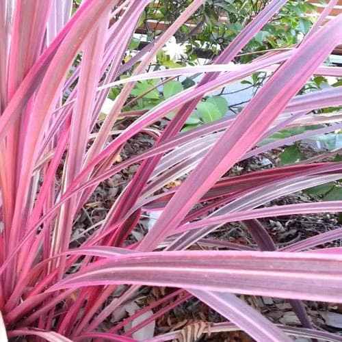 Cordyline Australis Pink Passion - Image 2