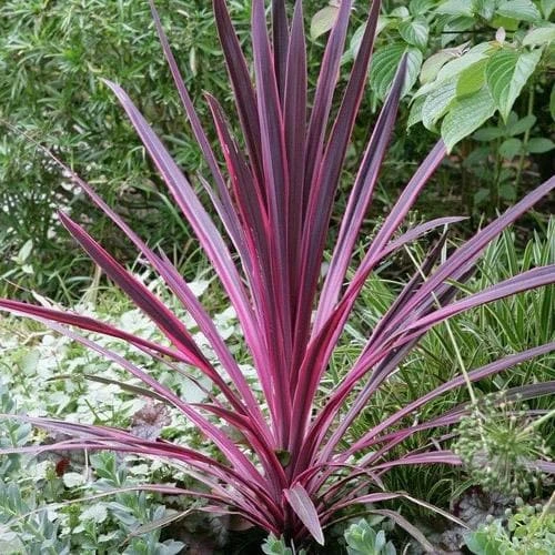 Cordyline Australis Pink Passion - Image 3