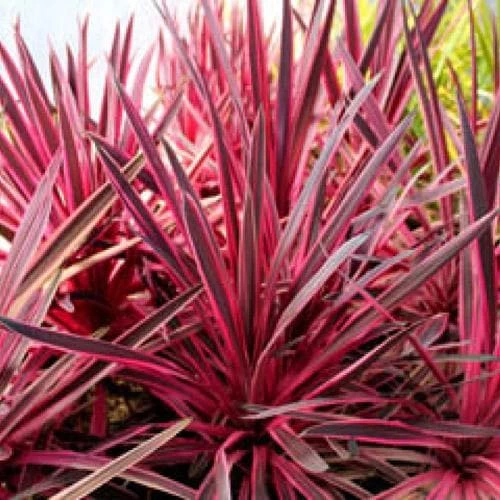 Cordyline Australis Pink Passion - Image 4