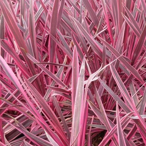 Cordyline Australis Pink Passion - Image 5