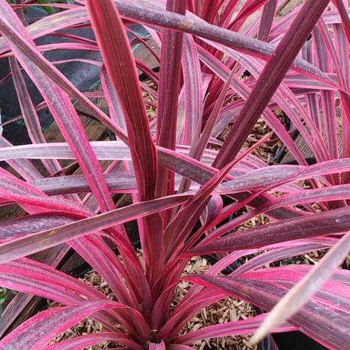 Cordyline Australis Pink Passion - Image 6