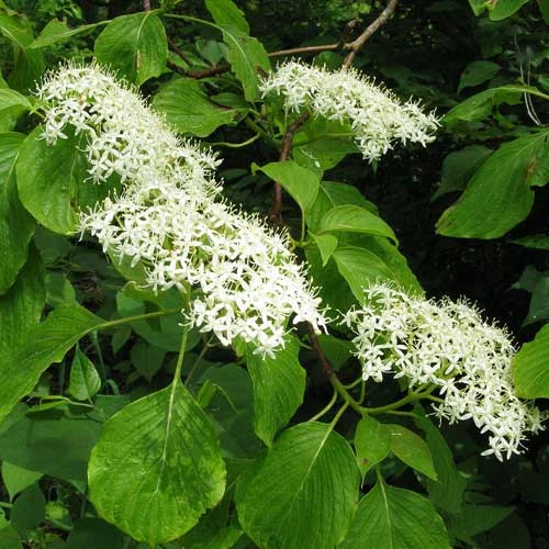 Cornus Controversa - Wedding Cake Tree (Green Foliage) - Image 5