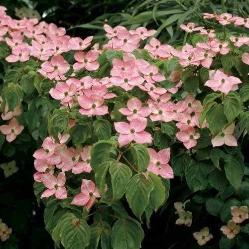 Cornus Kousa Satomi - Japanese Dogwood - Image 2