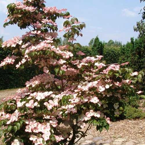 Cornus Kousa Satomi - Japanese Dogwood - Image 8