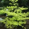 Cornus Alternifolia Golden Shadows