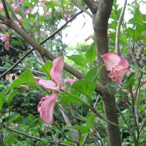 Cornus Florida Rubra - Image 4