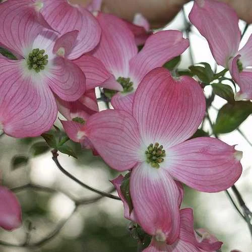 Cornus Florida Rubra - Image 5