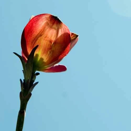 Cornus Florida Rubra - Image 3