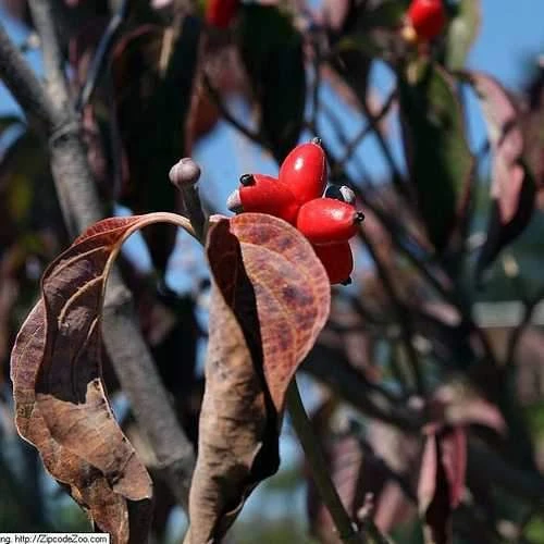 Cornus Florida Rubra - Image 6