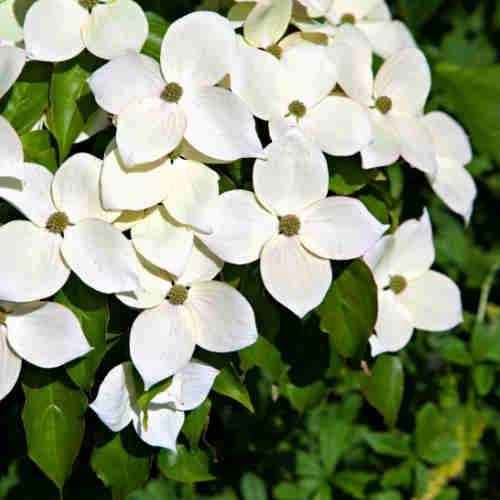 Cornus Kousa Var. Chinensis Claudia - Japanese Dogwood