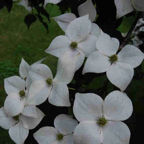 Cornus Kousa Var. Chinensis Claudia - Japanese Dogwood - Image 4