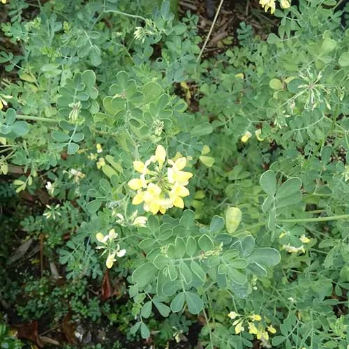 Coronilla Valentina Subsp. Glauca Citrina - Image 3