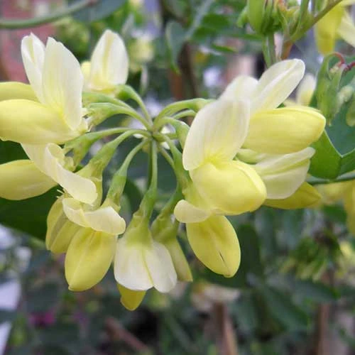 Coronilla Valentina Subsp. Glauca Citrina - Image 2