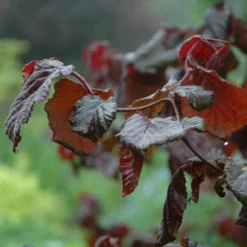 Corylus Avellana Red Majestic