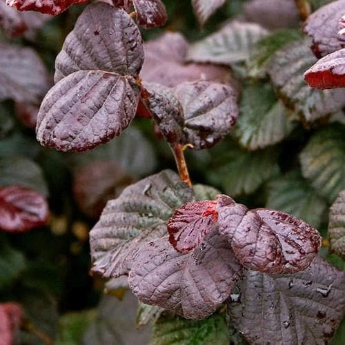 Corylus Avellana Anny's Purple Dream