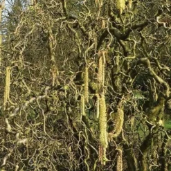 Corylus Avellana Scooter