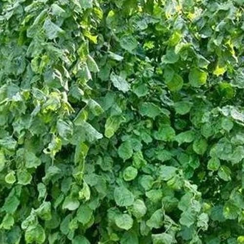 Corylus Avellana Scooter - Image 3