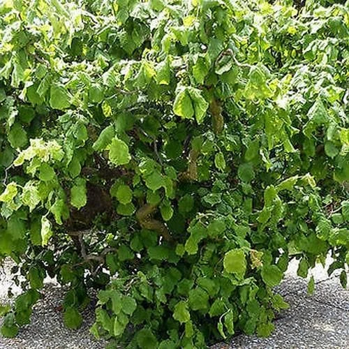 Corylus Avellana Scooter - Image 2