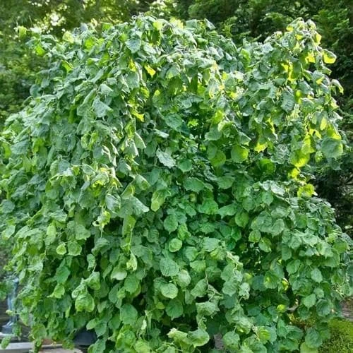 Corylus Avellana Scooter - Image 4