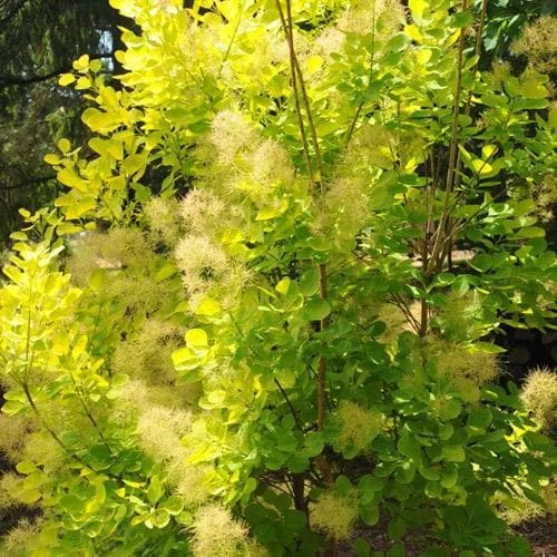 Cotinus Coggygria Golden Spirit - Image 5