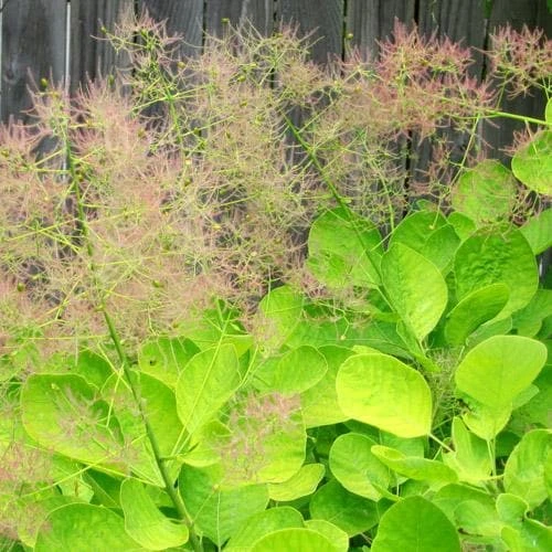 Cotinus Coggygria Golden Spirit - Image 6