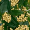 Cotoneaster Rothschildianus