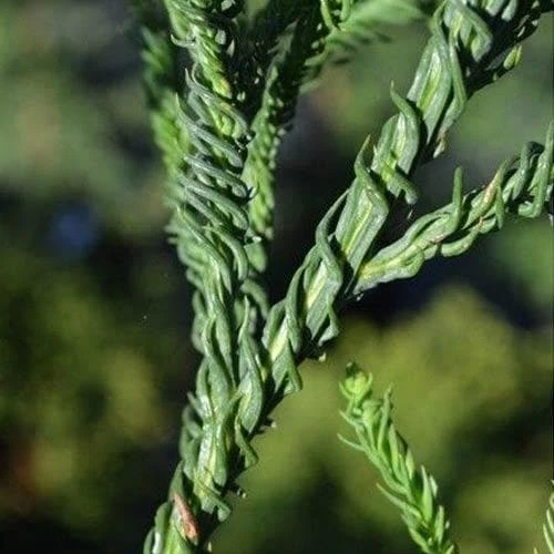 Cryptomeria Japonica Rasen - Image 3
