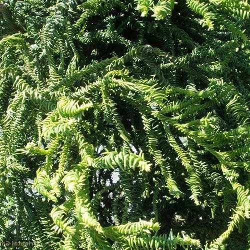 Cryptomeria Japonica Rasen - Image 4