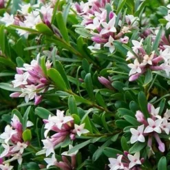 Daphne X Transatlantica Eternal Fragrance