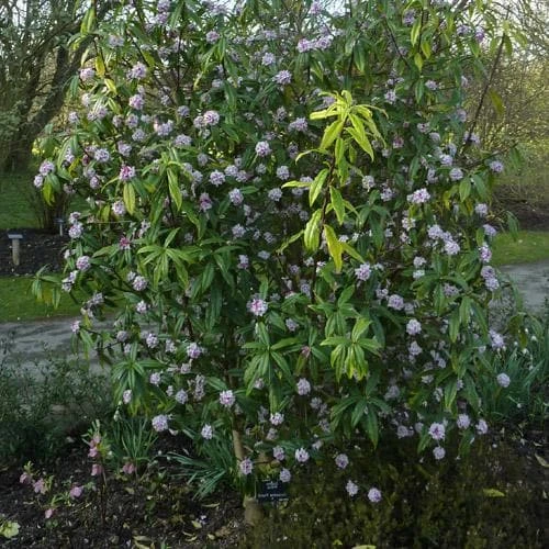 Daphne Bholua Jacqueline Postill - Image 2