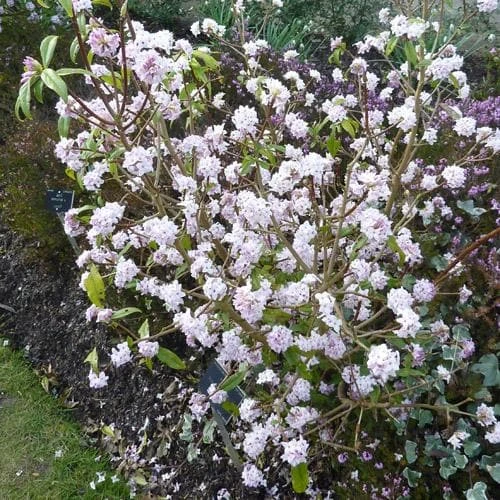 Daphne Bholua Jacqueline Postill - Image 3