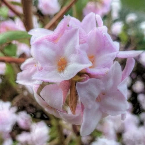 Daphne Bholua Jacqueline Postill - Image 4