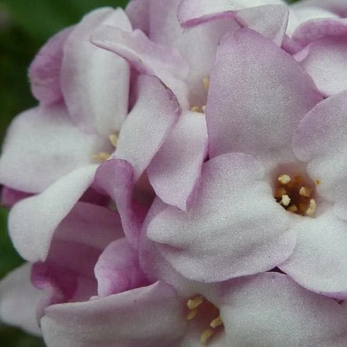 Daphne Bholua Jacqueline Postill - Image 5