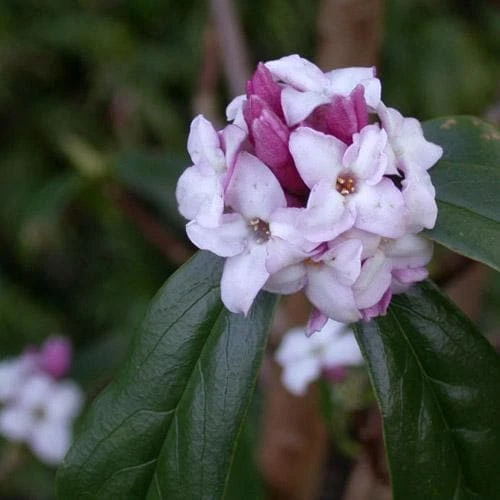 Daphne Bholua Jacqueline Postill - Image 6