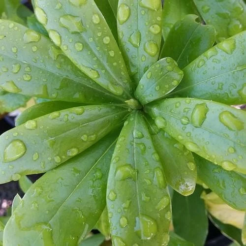 Daphne Odora Aureomarginata - Image 2