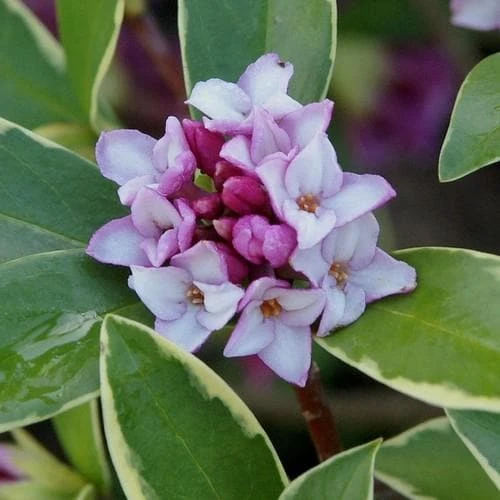 Daphne Odora Aureomarginata - Image 3