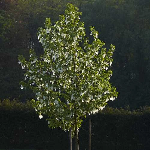 Davidia Involucrata - Handkerchief Tree - Image 2