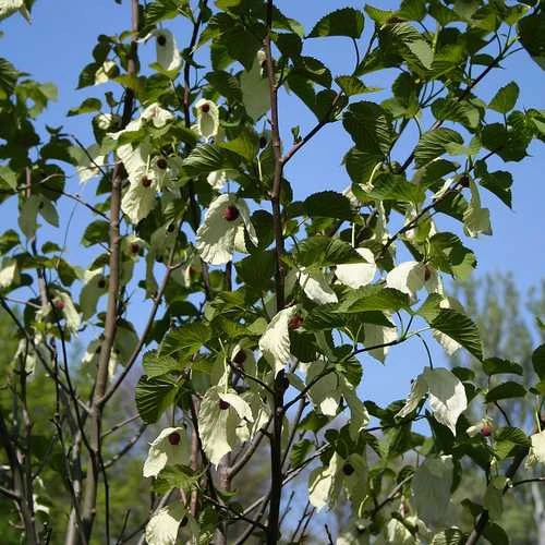 Davidia Involucrata - Handkerchief Tree - Image 5