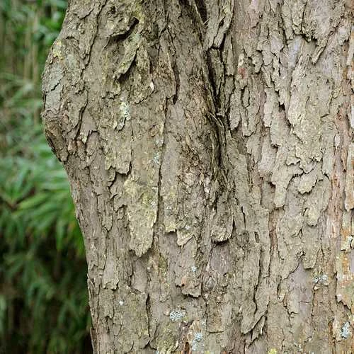 Davidia Involucrata - Handkerchief Tree - Image 6