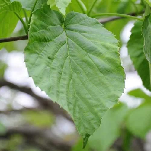 Davidia Involucrata - Handkerchief Tree - Image 7