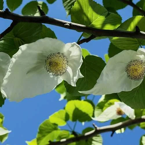 Davidia Involucrata - Handkerchief Tree - Image 4